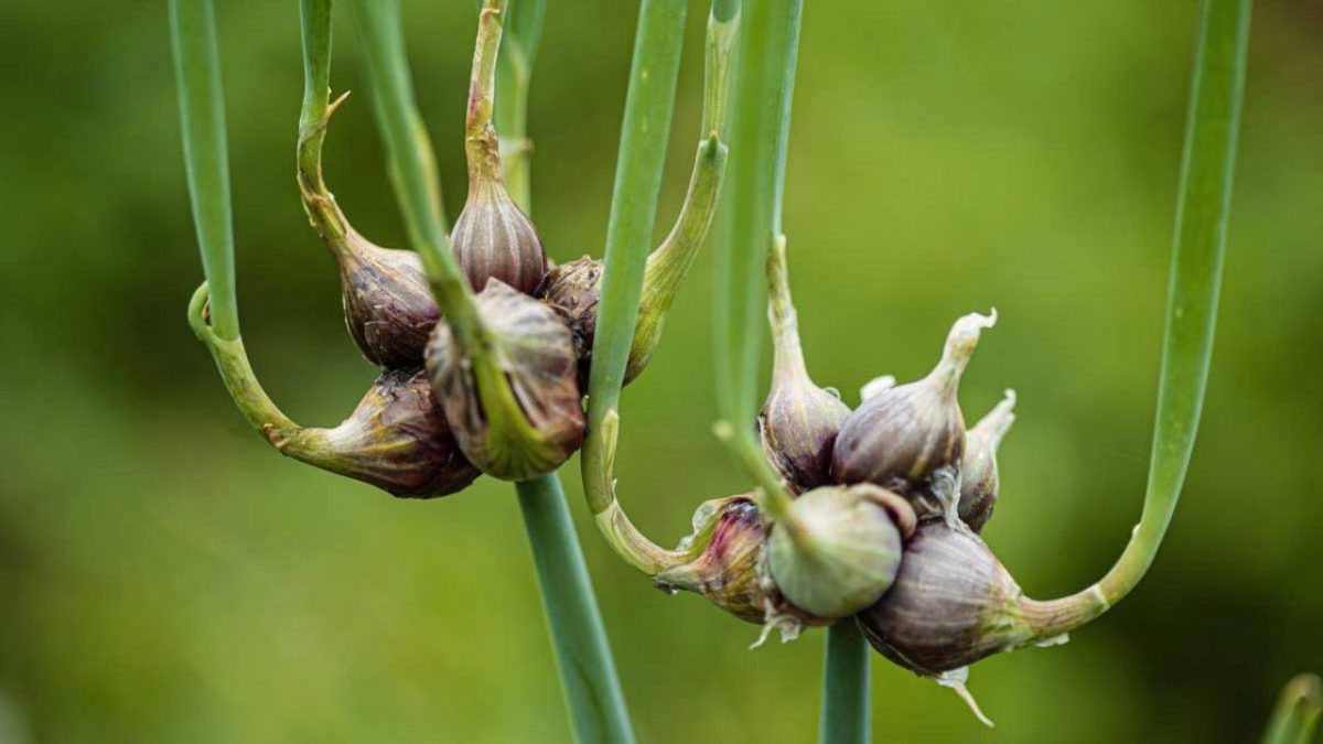 Ceapa egipteană – Cum se cultivă și îngrijește, astfel încât să ai parte de o recoltă bogată