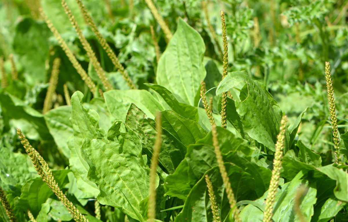 Compresele cu frunze de pătlagină – Iată un remediu natural pentru piele și inflamații