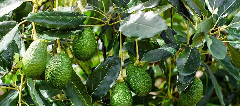  Ce este copacul de avocado? Cum poți să cultivi propriul copac de avocado la tine în apartament.
