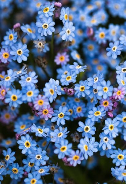 Floare de ”Nu mă uita” sau floarea dorului. Cum să o îngrijești și ce semnifică