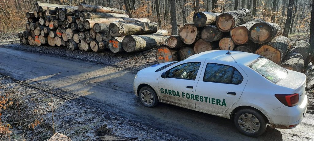Activitatea Gărzii Forestiere Suceava în primele cinci luni ale anului 2025: controale, sancțiuni și confiscări în lupta cu tăierile ilegale de lemn