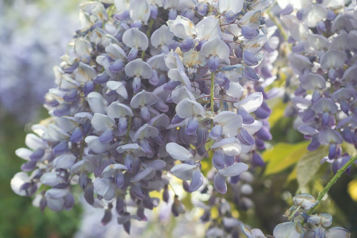 Glicina, planta elegantă cu miros extraordinar. Ghid complet de plantare și îngrijire