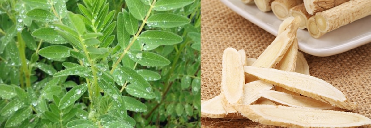 10 beneficii dovedite ale rădăcinii de astragalus! O plantă folosită de mii de ani în medicina ayurvedică!