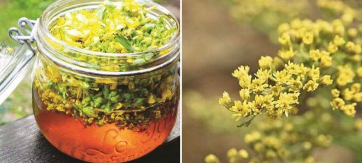 Ce beneficii are ceaiul de sânziene? Iată cum poți prepara cea mai aromată băutură!