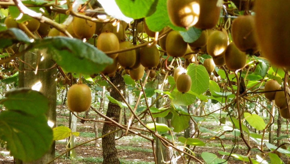 Te-ai întrebat vreodată din ce plantă rodește kiwi? Iată tot ce trebuie să știi!