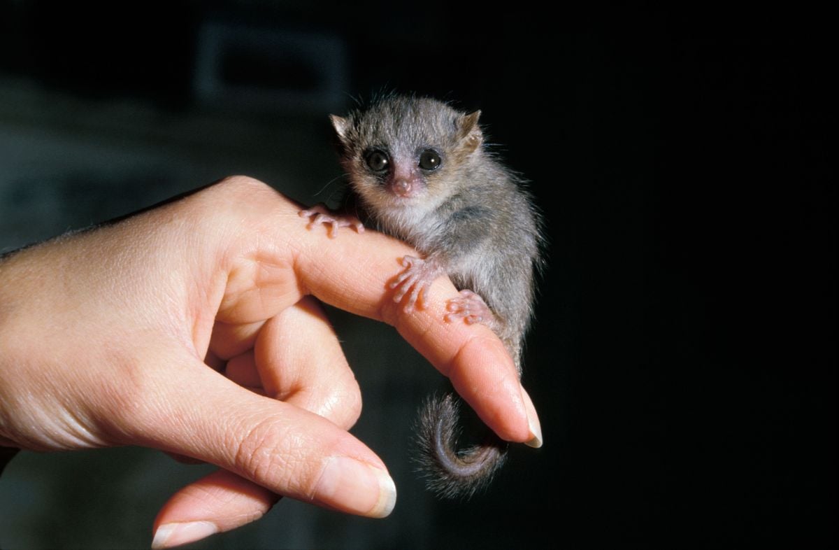 Cum arată lemurul-șoarece? O specie de primată recent descoperită