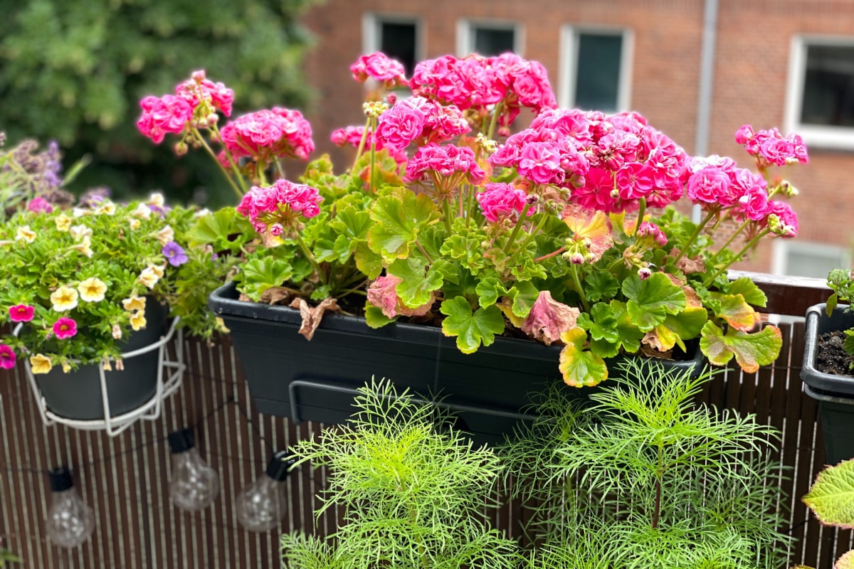 Top șapte plante de balcon care iubesc soarele
