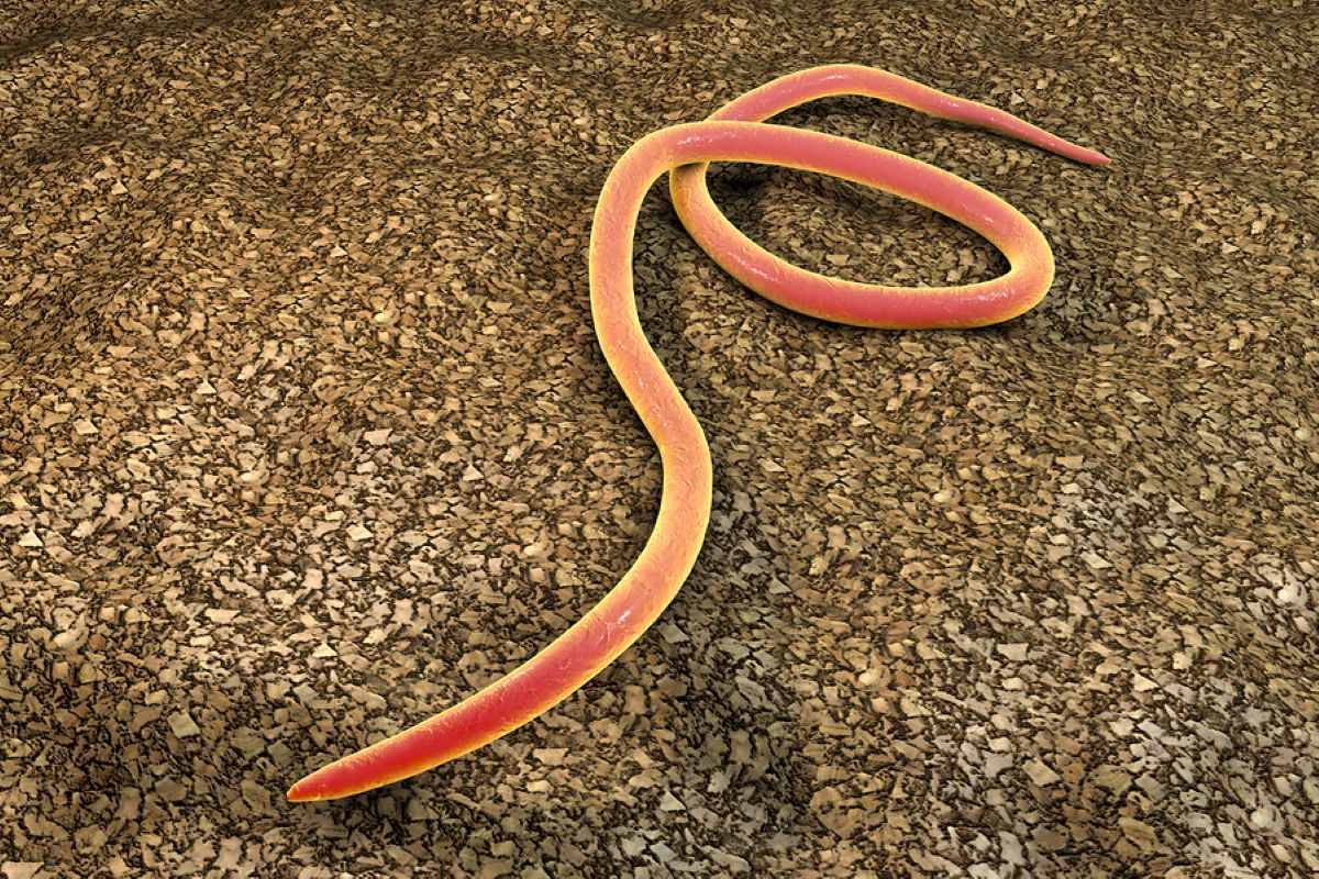 Ce sunt nematodele? Iată care sunt semnele atacului asupra agriculturii!