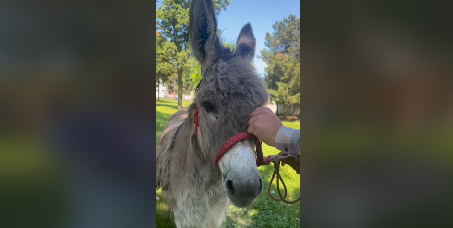 Pablito, măgărușul cu suflet de Ardeal este noua mascotă de la Facultatea de Medicină Veterinară din Iași