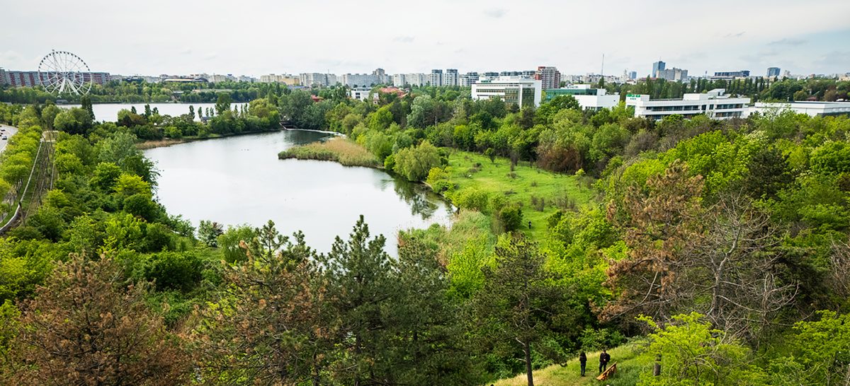 Parcul Natural Văcărești – Iată de ce este atât de deosebit, este un adevărat ecosistem sălbatic în inima orașului