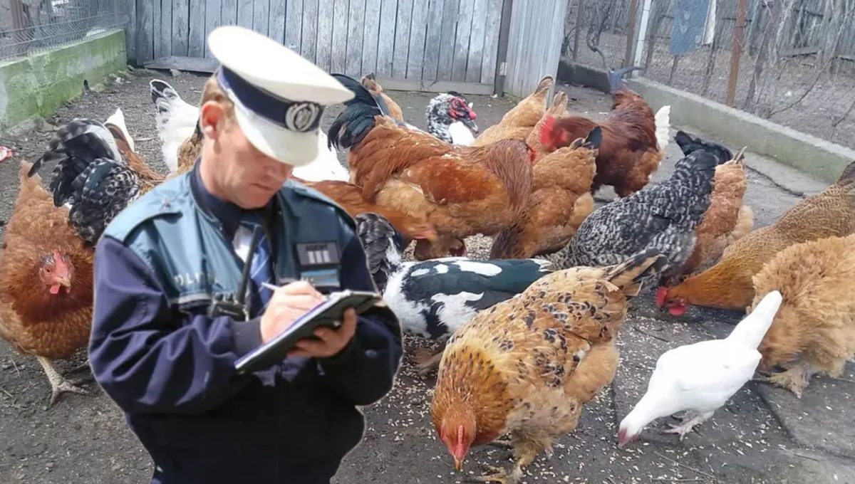 Câte păsări ai voie să creşti la curte. Distanța la care trebuie ţinute față de vecini