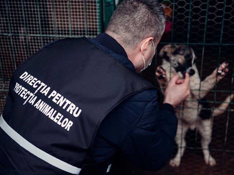 Caz șocant la Pașcani! Un câine a murit, după ce a fost aruncat de la etaj de un tânăr