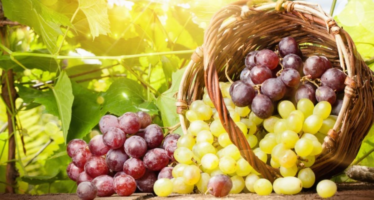 Ce beneficii are consumul de struguri seara? Nu trebuie să-i mai mănânci dacă suferi de această boală!