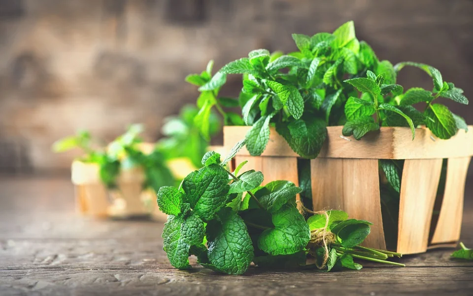 Cum poți să îți iei doza de sănătate din plante. Leacuri naturale pentru organism