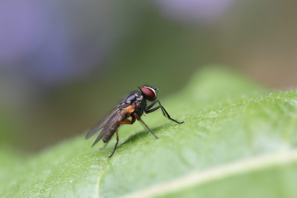Soluție de muște pentru exterior – Iată cum poți alege cea mai bună variantă și scăpa eficient de aceste insecte vara