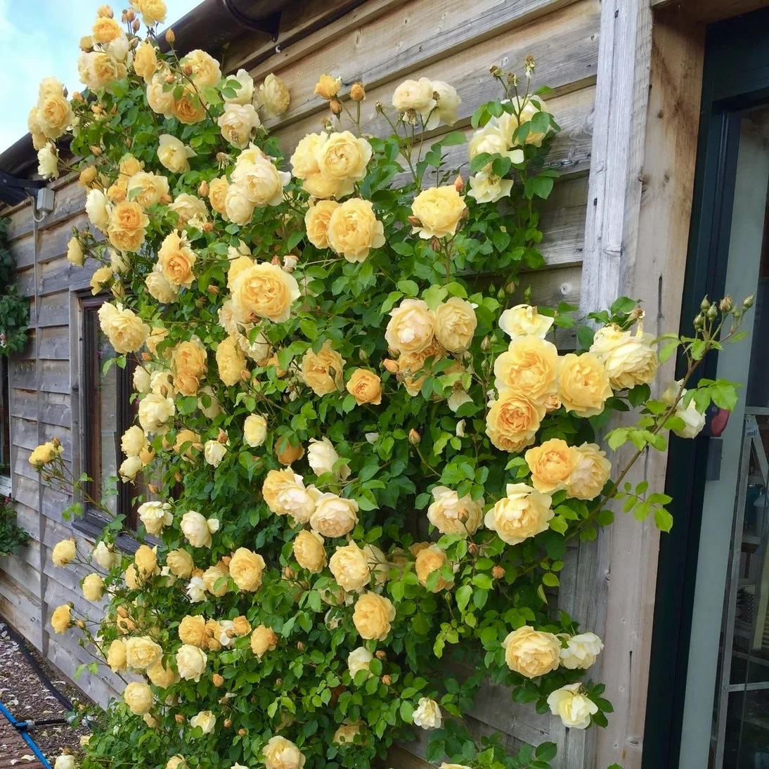 Trandafiri curgători – Iată de ce sunt alegerea ideală pentru un decor floral de poveste!