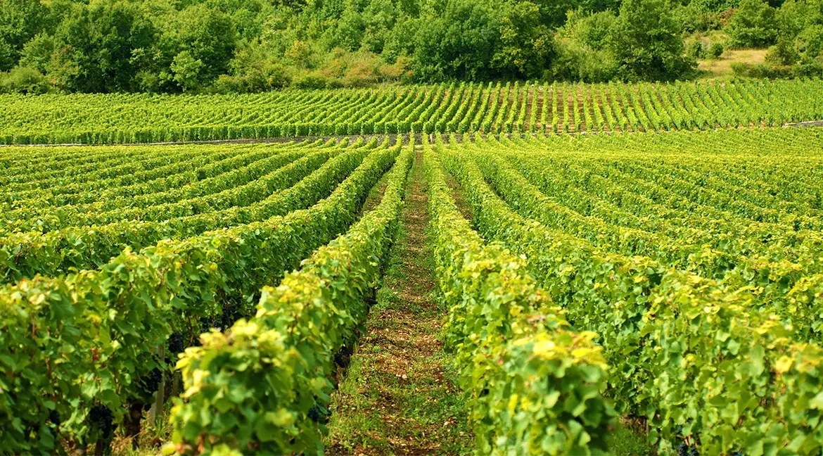 APIA amână termenele pentru lucrările din vie în 2025 din cauza ploilor abundente