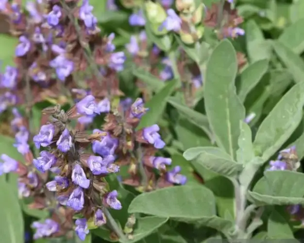 Body Line – Cum poate salvia ajuta la curățarea colonului și eliminarea toxinelor