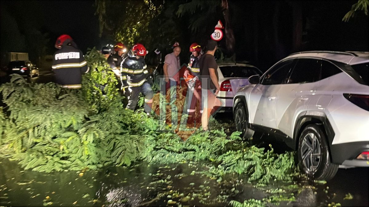Un arbore a căzut peste trei autoturisme parcate pe Aleea Tudor Neculai, municipiul Iași