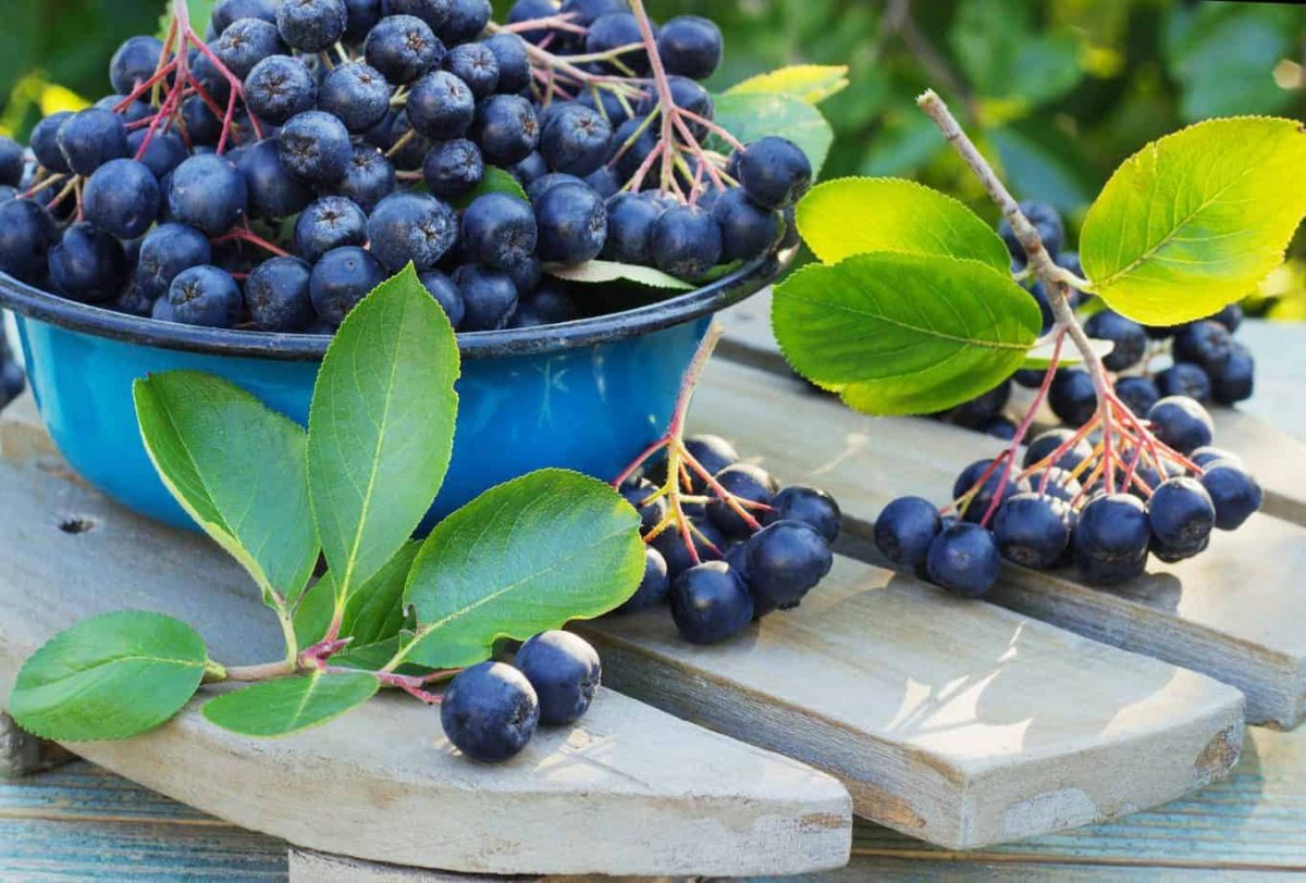 Aronia sau porumbele? Iată ce opțiune este mai bună pentru sănătatea ta și ce contraindicații există