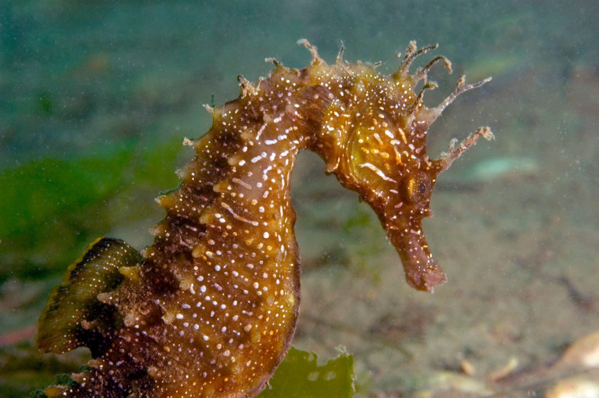 Căluț de mare – Iată cât de simpatică este această creatură marină!