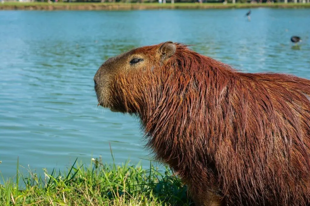 Cât trăiește o capibara? Iată cum arată cel mai mare rozător din lume!