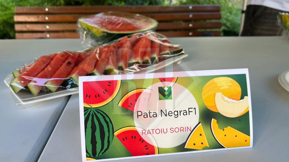 Degustare de pepeni în plină desfășurare la USV Iași. Aproximativ 50 de soiuri de pepene verde și galben pot fi gustați
