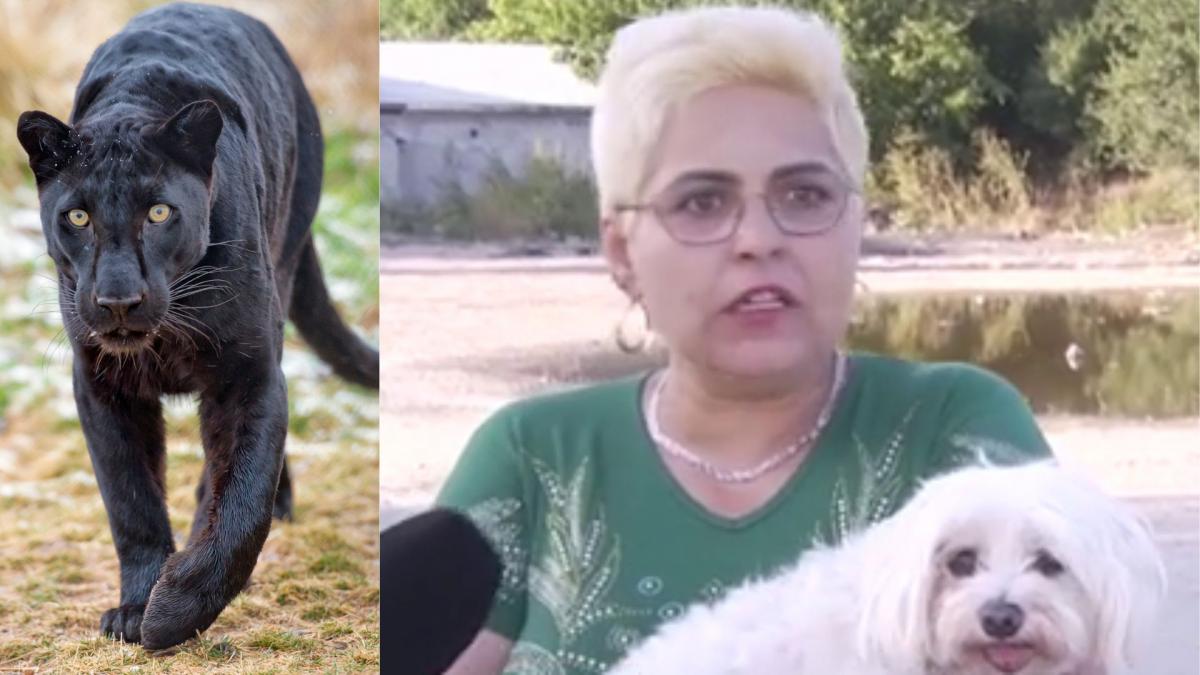 Locuitorii din Giurgiu, paralizați de frică! O panteră se plimbă liberă: „Am crezut că e Satana”
