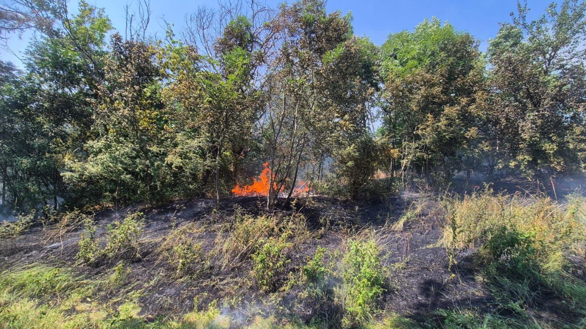 Incendiu de vegetație în Grădina Botanică din Iași. Pompierii au intervenit de urgență