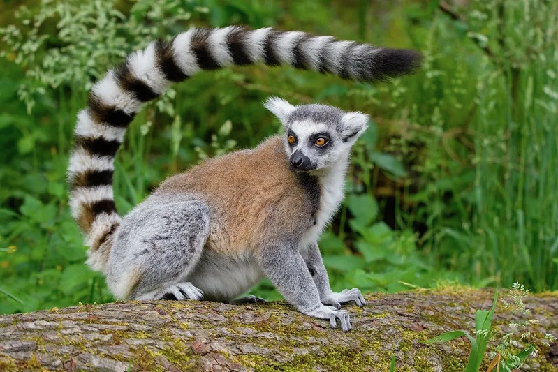 Un tânăr din Pașcani a fost mușcat de un lemur. Specialiștii trag un semnal de alarmă după ce numărul atacurilor animalelor a crescut