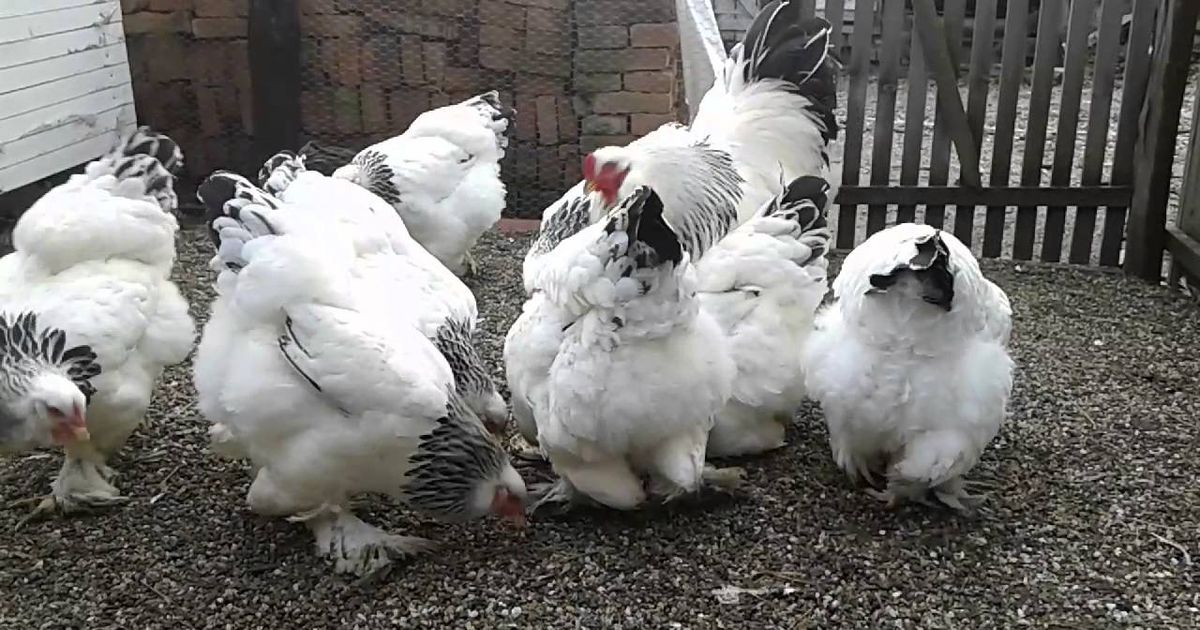 Sunt mai bune ouăle de la găinile Brahma? Iată tot ce trebuie să știi despre ele și despre această rasă