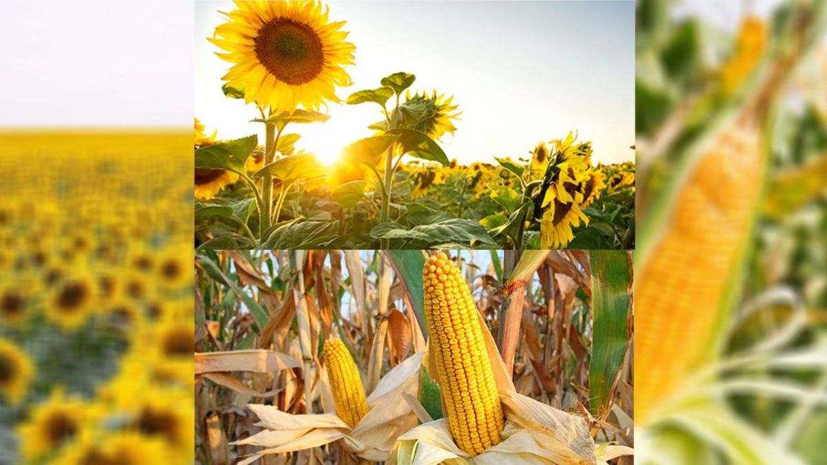 Recolta din 2025, la un nivel record, după ploile din ultimele zile. Fermier: „Culturile de toamnă sunt salvate. Ne așteptăm la producții mari, la nivel de 2021”