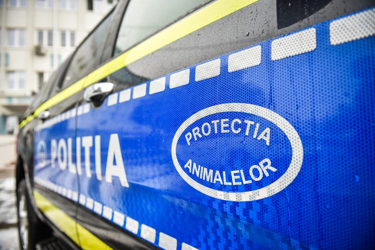 Tânăr din Pașcani, arestat preventiv după ce a ucis un cățel de două luni