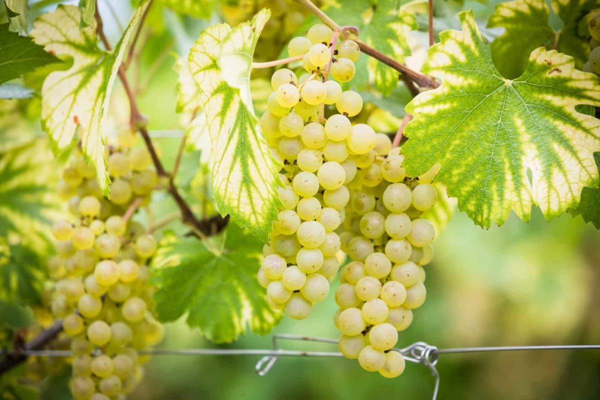 Care sunt soiurile apreciate de struguri pentru vin alb? Iată ce să alegi pentru un gust rafinat