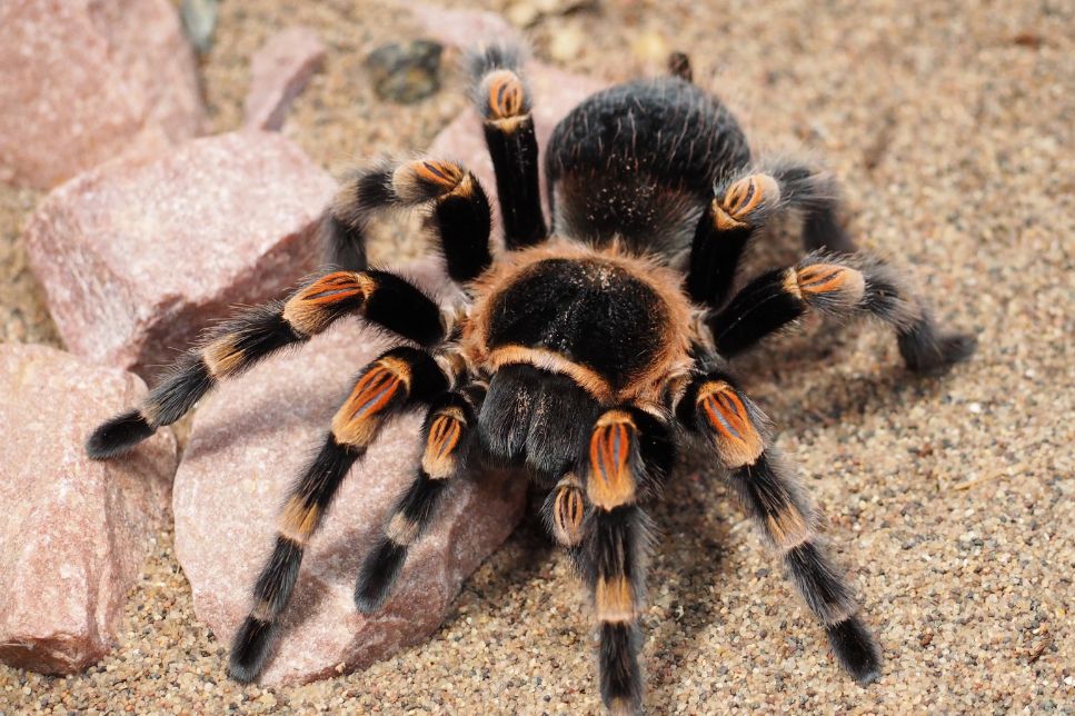 Vameșii au deschis coletul și au rămas fără cuvinte: 1.500 de tarantule printre biscuiți