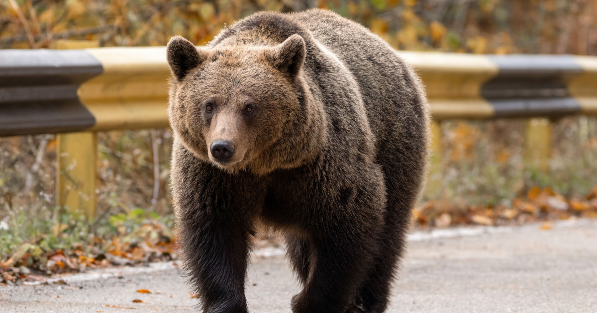 Groază în Transfăgărășan! Urșii sunt otrăviți ca să nu mai atace oile! Ce ascund autoritățile