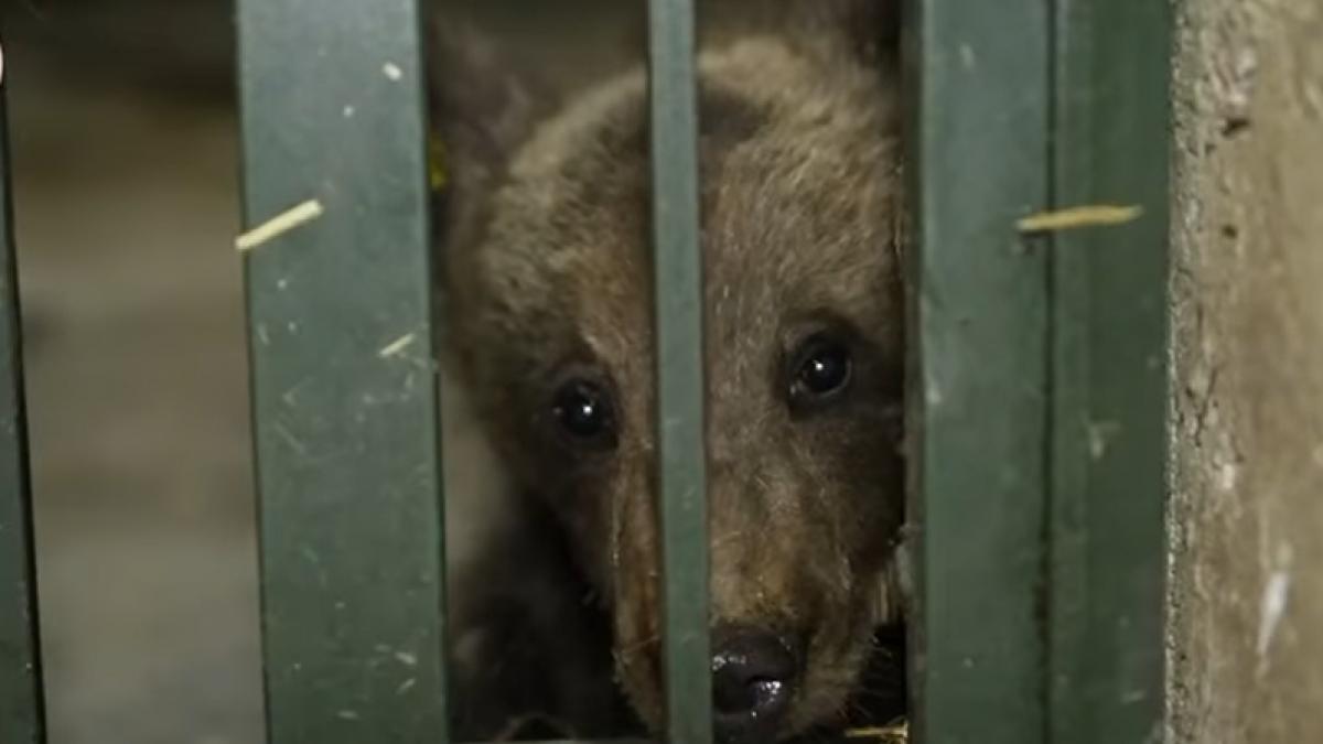 Primele imagini cu Luci, ursulețul orfan salvat de pe Transfăgărășan: „Îngrozit de pierderea mamei și a fraților săi, slăbit de foame și sete”
