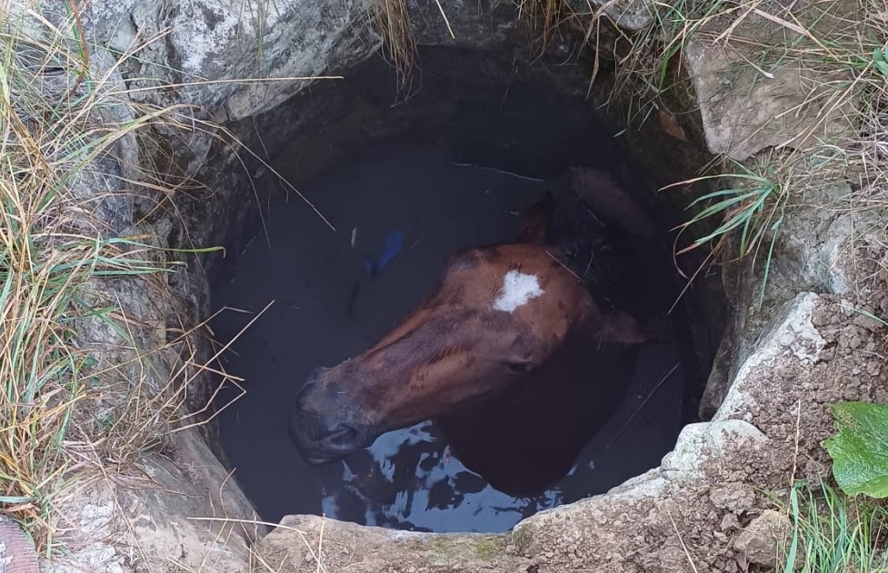 Pompierii ieșeni în acțiune! Un cal a fost salvat dintr-o fântână