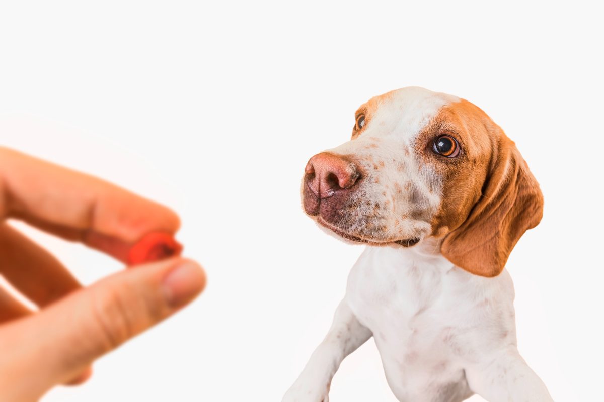 Recomandările veterinarilor privind o mai bună eficiență a produselor antiparazitare interne pentru câini