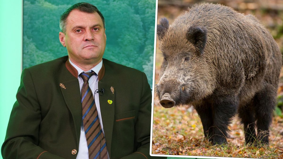 Un fenomen a apărut la Iași, în rândul animalelor sălbatice. „Se vor reface efectivele de animale cu noile generații imunizate”