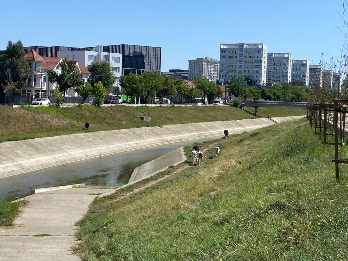 Vacile libere de pe malul Bahluiului creează din nou nemulțumiri