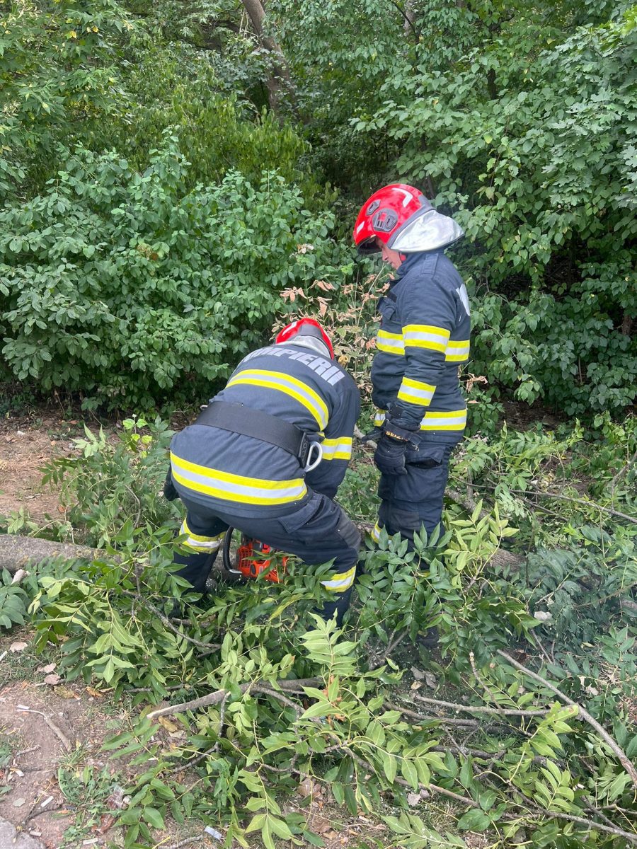 Un copac căzut în rond Ciric. Pompierii intervin