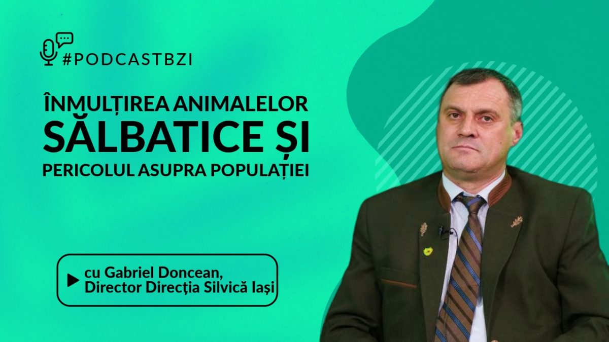 Despre înmulțirea animale lor sălbatice și pericolul la care este expusă populația, într-un nou episod de #PodcastBZI, cu Gabriel Doncean, directorul Direcției Silvice Iași!