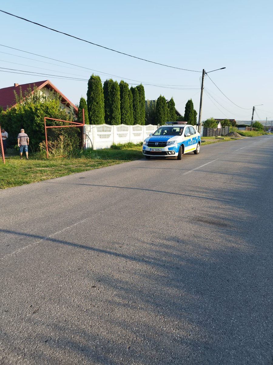 Un animal sălbatic a fost surprins în Suceava. Jandarmeria face apel la populație