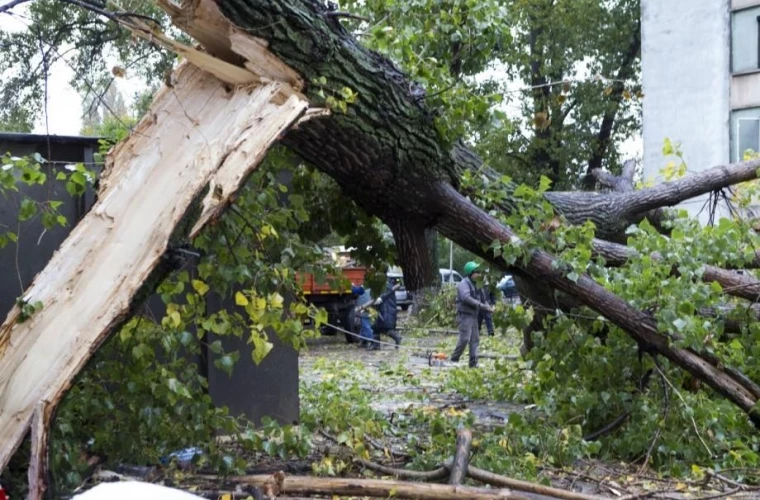 Intervenție de urgență pe șoseaua Rediu! Trei arbori căzuți blochează traficul