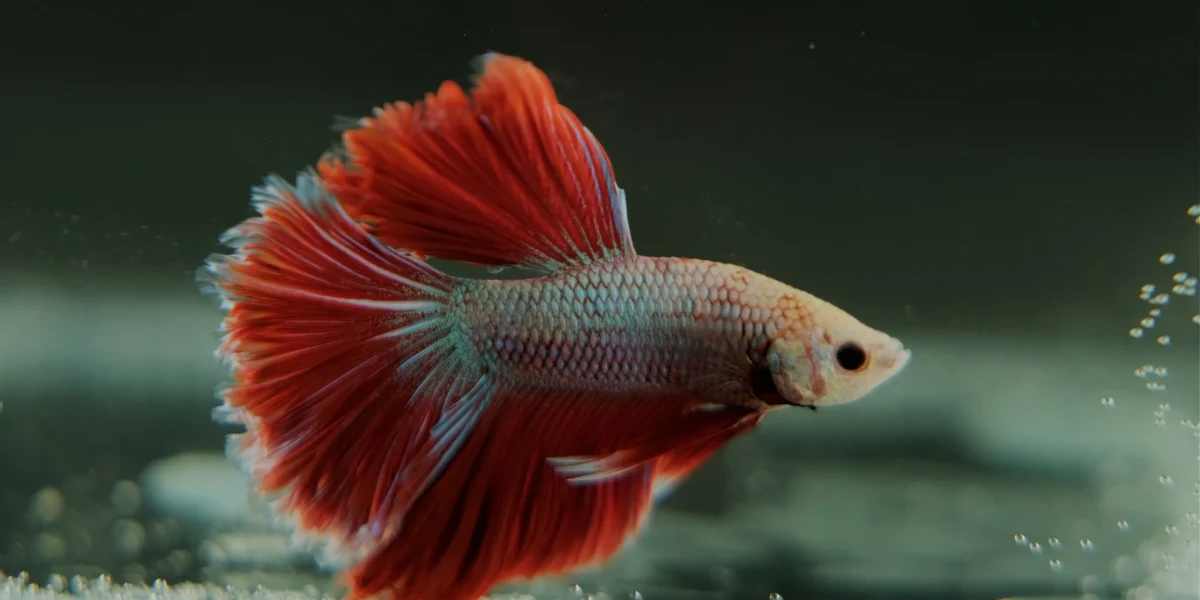 Cât trăiește un pește Betta? De ce este un animal de companie ideal pentru cei mici?