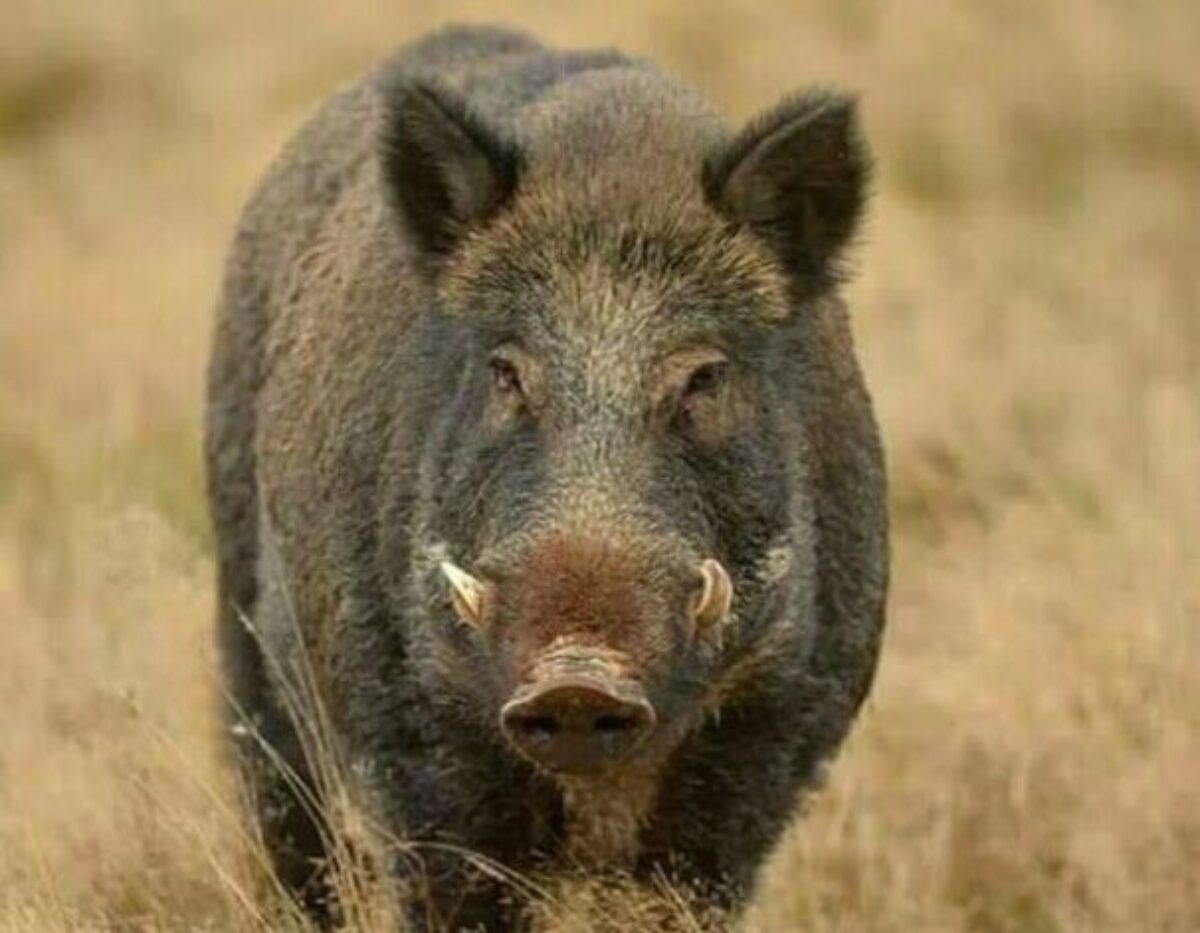 Cât trăiește un porc mistreț? Cât de periculoși sunt aceștia?