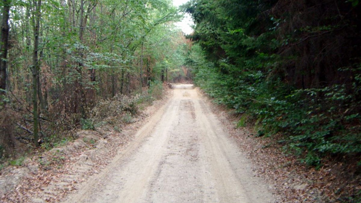 Apare un nou drum forestier în județul Iași! Pentru contractul de 520.000 de euro s-au luptat 12 firme