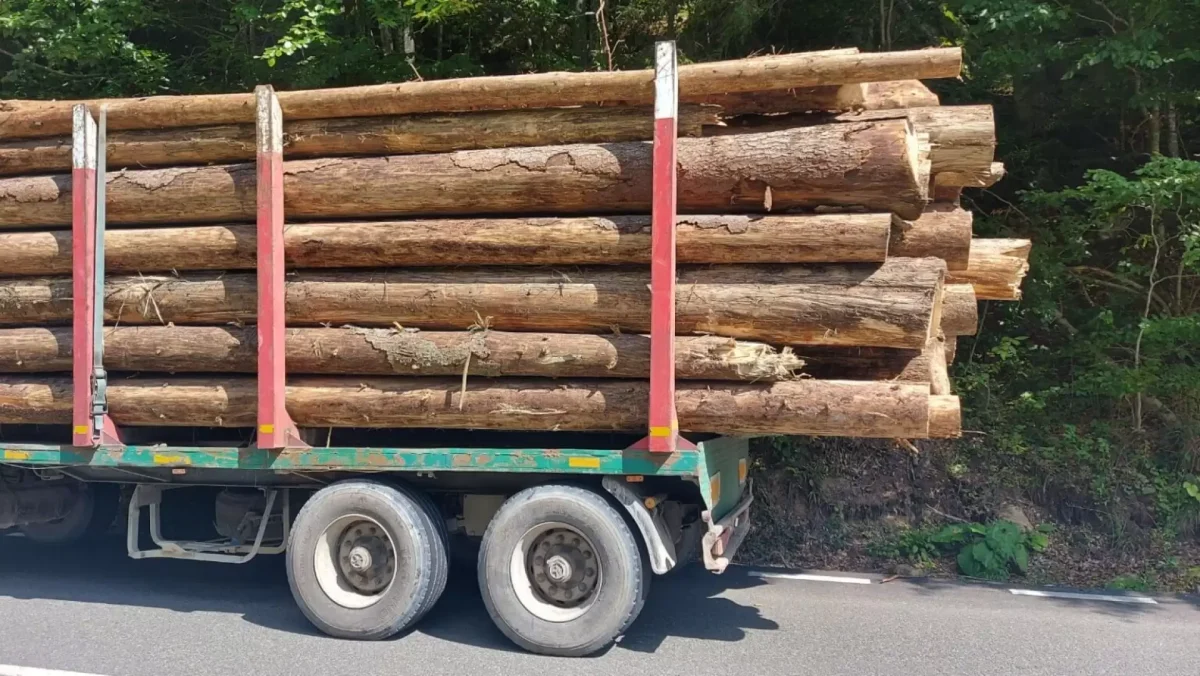 Transport suspect de lemn, oprit de polițiștii ieșeni. Confiscare de proporții