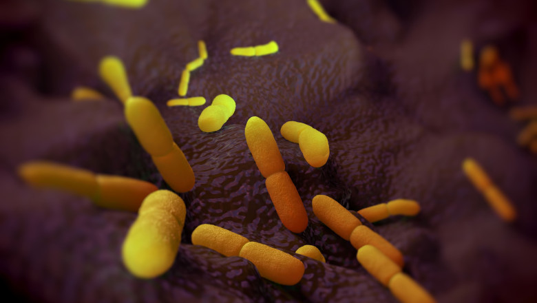 Descoperire șocantă: 22 de marmote moarte, posibil infectate! Autoritățile se tem de o epidemie de ciumă bubonică
